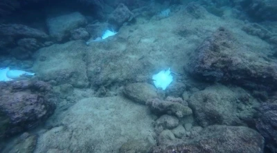 Antalya&rsquo;da deniz dibinde &ccedil;ok sayıda &ouml;l&uuml; vatoz g&ouml;r&uuml;nt&uuml;lendi
