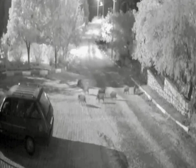 Antalya’da domuz sürüsü gece yarısı köye indi: O anlar kameraya yansıdı
