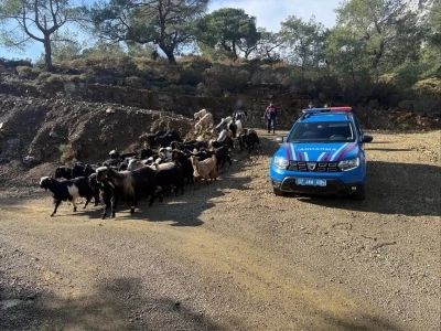 Antalya&rsquo;da kaybolan 55 k&uuml;&ccedil;&uuml;kbaş hayvan jandarma ekiplerince bulundu
