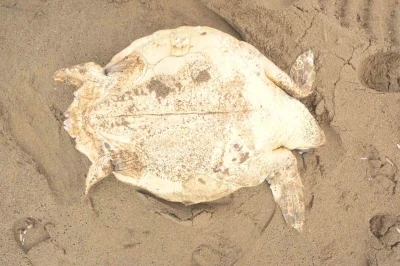 Antalya&rsquo;da &ouml;l&uuml; caretta caretta kıyıya vurdu
