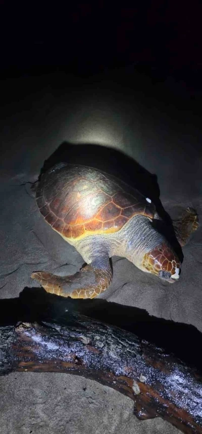 Antalya&rsquo;da sahilde dev caretta caretta &ouml;l&uuml; bulundu
