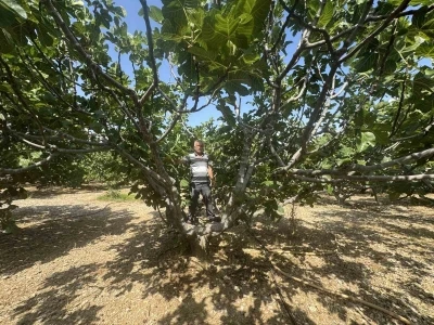 Antalya’da sıcak hava siyah incir rekoltesini yüzde 50 düşürdü
