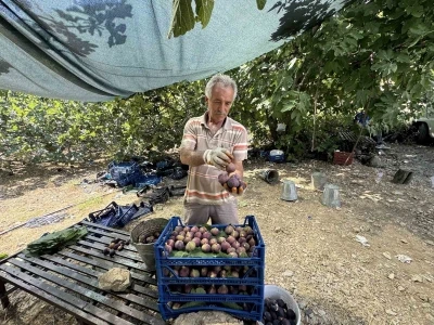 Antalya’da siyah incir hasadı başladı
