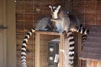 Antalya&rsquo;da soğuğa hassas olan hayvanlara sıcak &ouml;nlemler
