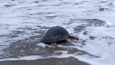 Antalya’da yaralı bulunan Caretta caretta tedavisinin ardından yeniden özgürlüğe kavuştu

