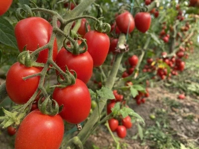 Antalya Ticaret Borsası, aralık ayı hal endeksini a&ccedil;ıkladı: "Meyvede fiyat arttı, sebzede geriledi"
