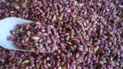 Antep fıstığı tezgahlarda yerini aldı: Kilosu 500 TL!