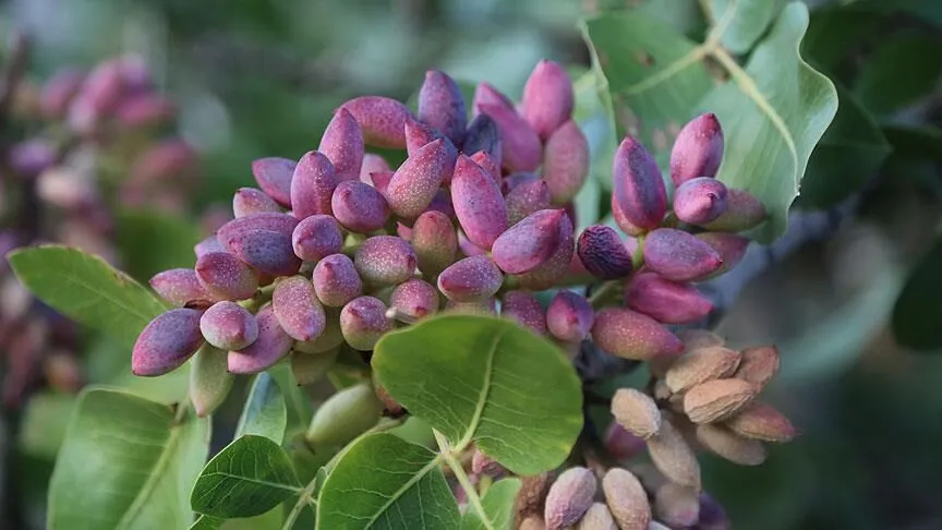 Antep Fıstığına İthalat İzni Geldi