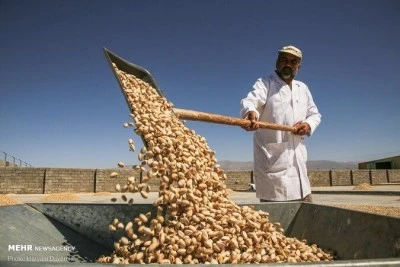 Antepfıstığında Kriz Derinleşiyor: İthalat Kapısı Açılıyor mu?