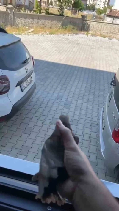 Apartman boşluğuna d&uuml;şen sığırcık kurtarıldı
