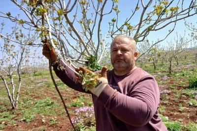 Araban&rsquo;da fıstık &uuml;reticileri tırtıl&rsquo;la m&uuml;cadele &ccedil;alışması başlattı