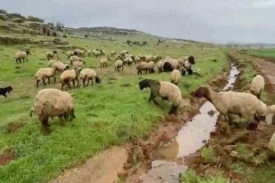 Araban&rsquo;da kurbanlıklar satışa hazır
