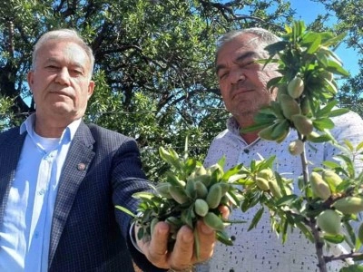 Araban&rsquo;ın yerli badem &ccedil;ağlası sofralarda yerini aldı