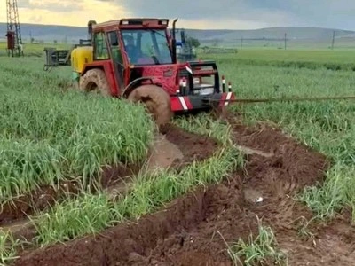 Araban Ovası&rsquo;nda etkili olan yağışlar yeşil sarımsak hasadını geciktirdi
