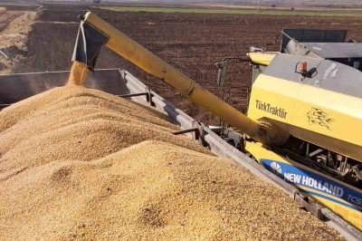 Araban Ovası’nda mısır hasadına başlandı