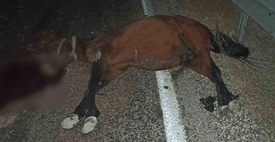 Aracın çarptığı at telef oldu
