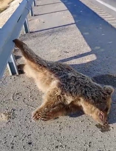 Aracın çarptığı ayı telef oldu
