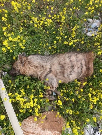 Aracın &ccedil;arptığı sırtlan telef oldu
