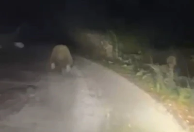 Aracın ışıklarından korkan ayı böyle kaçtı
