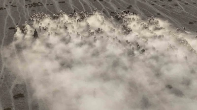 Arazide ilerleyen koyun ve kuzuların toz bulutlarıyla görüntüsü görsel şölen sundu
