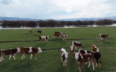 Ardahan&rsquo;da besiciler kış boyu ahırlarda besledikleri hayvanlarını meraya &ccedil;ıkardı
