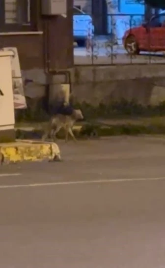 Ardahan&rsquo;da gece şehre inen tilki kamerada
