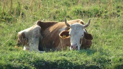 Ardahan’da şap korkusu
