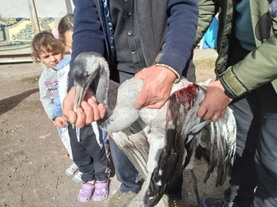 Ardahan’da yaralı bulunan turna tedaviye alındı
