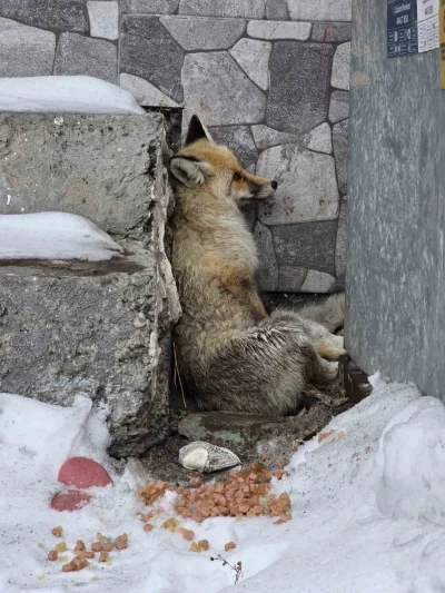 Ardahan&rsquo;ın Damal il&ccedil;esinde yaralanan tilkiye belediye başkanı sahip &ccedil;ıktı
