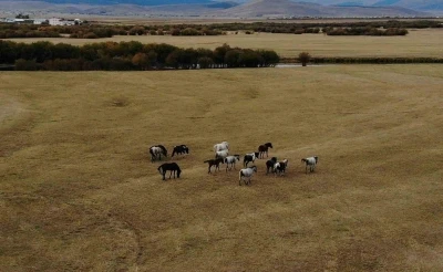 Ardahan’ın vahşi güzelliği: Yılkı atları dron ile görüntülendi
