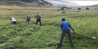 Ardahanlı çiftçilerin tırpanlarla zorlu ot biçme mesaisi
