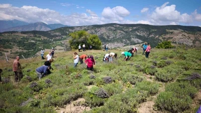 Ardanuç’ta kadın kooperatifinden lavanta hasadı ve doğal ürün üretimi başladı

