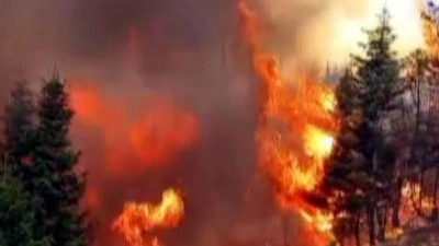 Arıları sakinleştirmek isterken 80 hektar ormanı yaktı