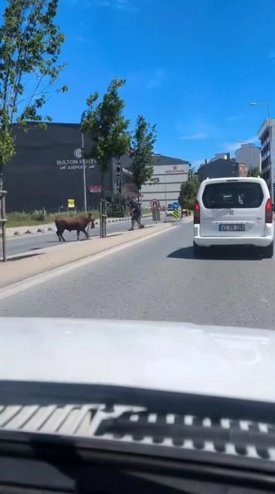 Arnavutk&ouml;y&rsquo;de ka&ccedil;an kurbanlığın ortalığı birbirine kattığı anlar kamerada
