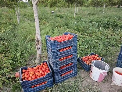 Aroması ve lezzetiyle bilinen Sındırgı domatesi 4 lira
