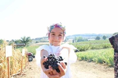 Aronya yetiştiriciliğinde Türkiye 3’üncüsü olan Çanakkale’de ilk hasat gerçekleştirildi
