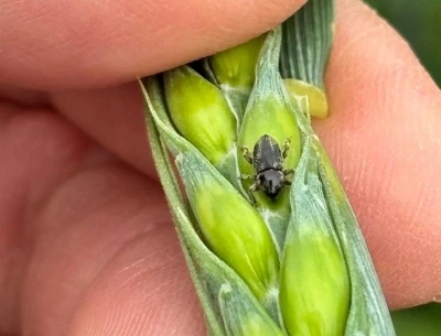 Arpa sarı c&uuml;celik vir&uuml;s&uuml; ve hububat hortumlu b&ouml;ceğiyle m&uuml;cadele &ccedil;alışmaları
