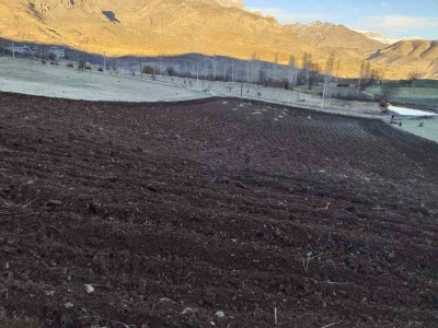 Arpalar kar yağmadan toprakla buluşuyor
