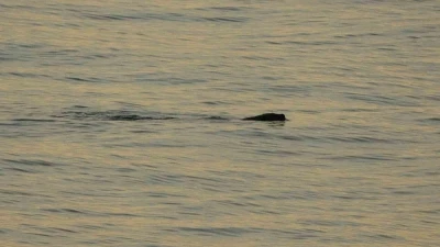 Artık çok sık görülmeye başladılar
