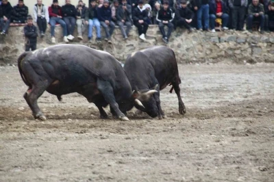 Artvin&rsquo;de boğa g&uuml;reşleri sezonu Sarıg&ouml;l&rsquo;de a&ccedil;ıldı
