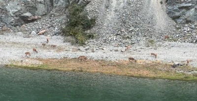 Artvin’de dağ keçileri sürüsü ilk kez bu kadar kalabalık görüntülendi
