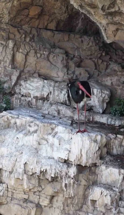 Artvin&rsquo;de kara leylek g&ouml;r&uuml;nt&uuml;lendi
