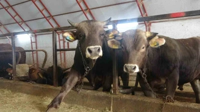 Artvin&rsquo;de kurbanlıklar pazara &ccedil;ıkmayı bekliyor
