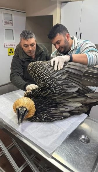 Artvin&rsquo;de sakallı akbaba tedavisinin ardından yeniden doğaya salındı
