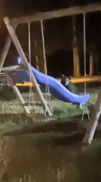 Artvin’de yavru ayıların kaydırak merakı
