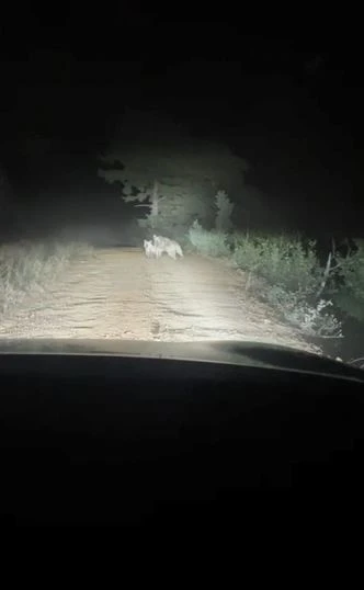 Artvin’de yayla yolunda ayı ve yavrusu görüntülendi, anne ayı araca saldırdı
