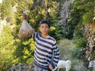 Artvinli minik Eymen hafta sonları çam sakızı toplayarak kilosunu 5 bin liraya satıyor

