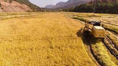 Aşırı sıcaklar &quot;beyaz altın&quot; çeltikte verimliliği düşürdü
