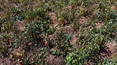 Aşırı sıcaklar tarladaki biberi yaktı
