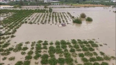 Aşırı yağışlarla sular altında kalan tarım arazilerindeki hasar sular &ccedil;ekilince ortaya &ccedil;ıktı
